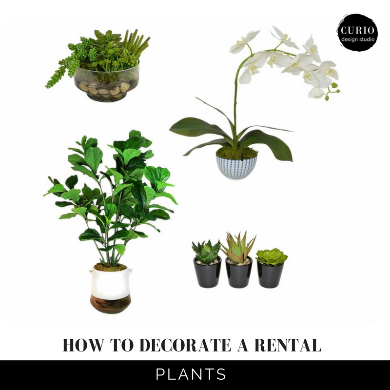 how to decorate a rental_Plants