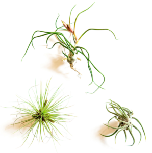 air-plant-wall-holders-2