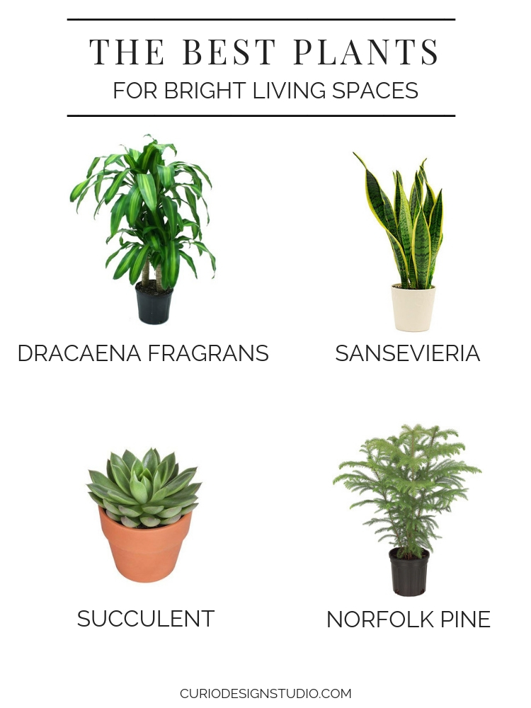 best plants bright light
