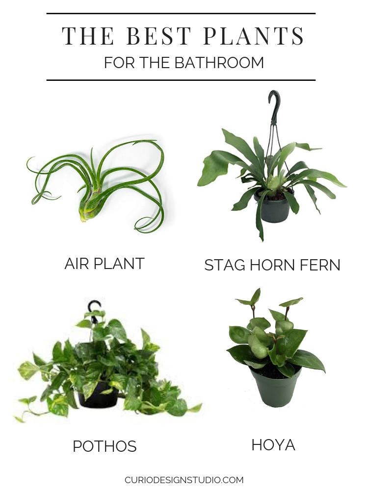 best plant bathroom