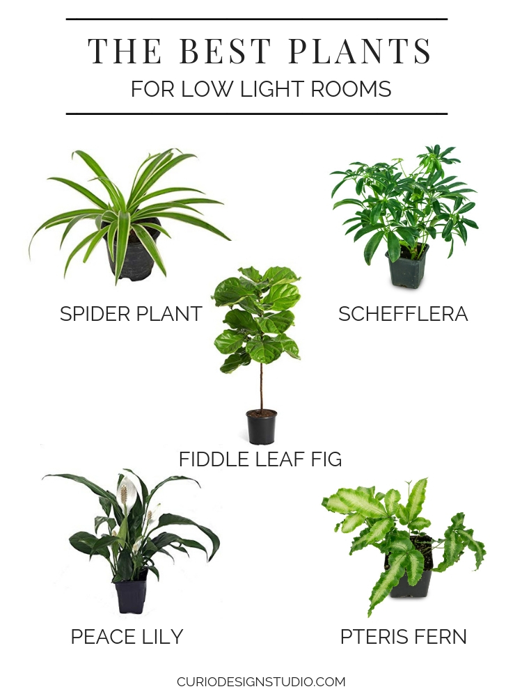 low light plants