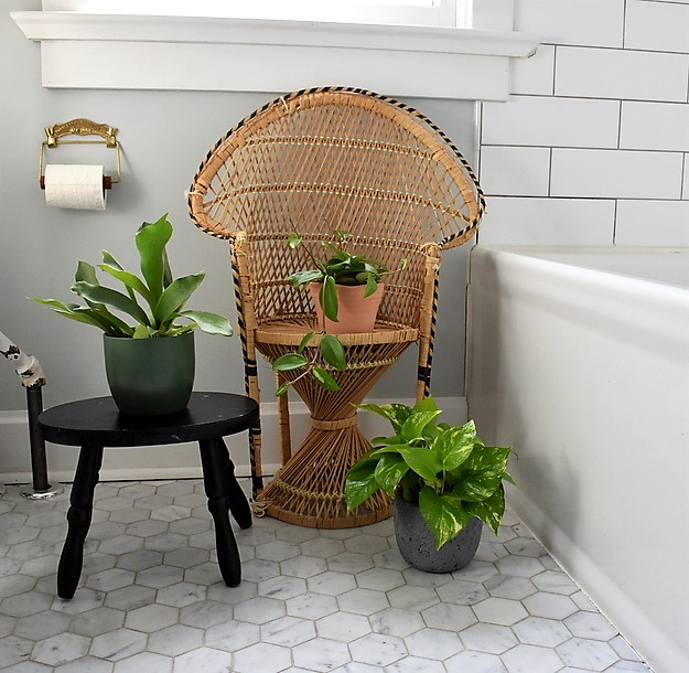 bathroom plants
