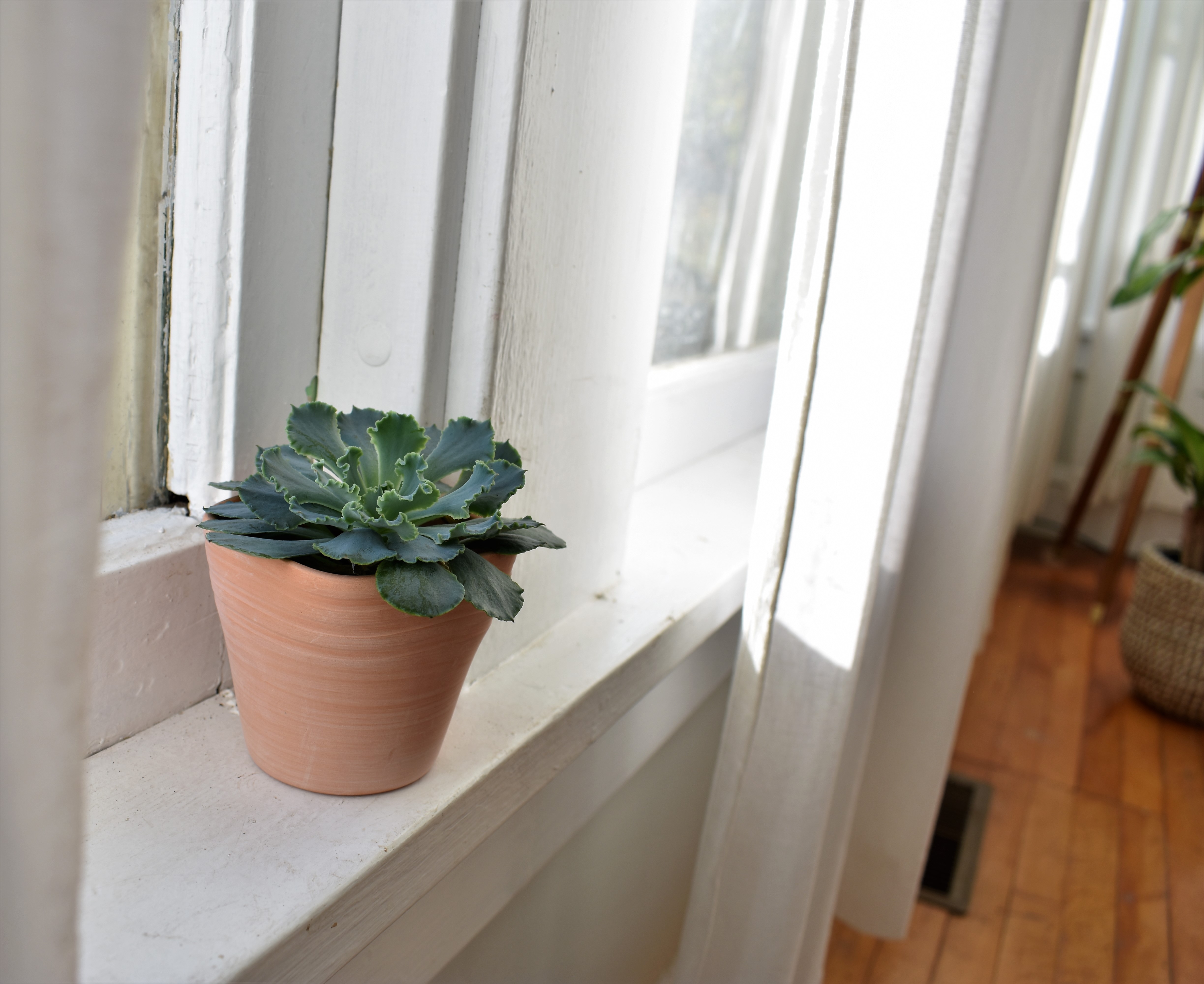 best plant bright light