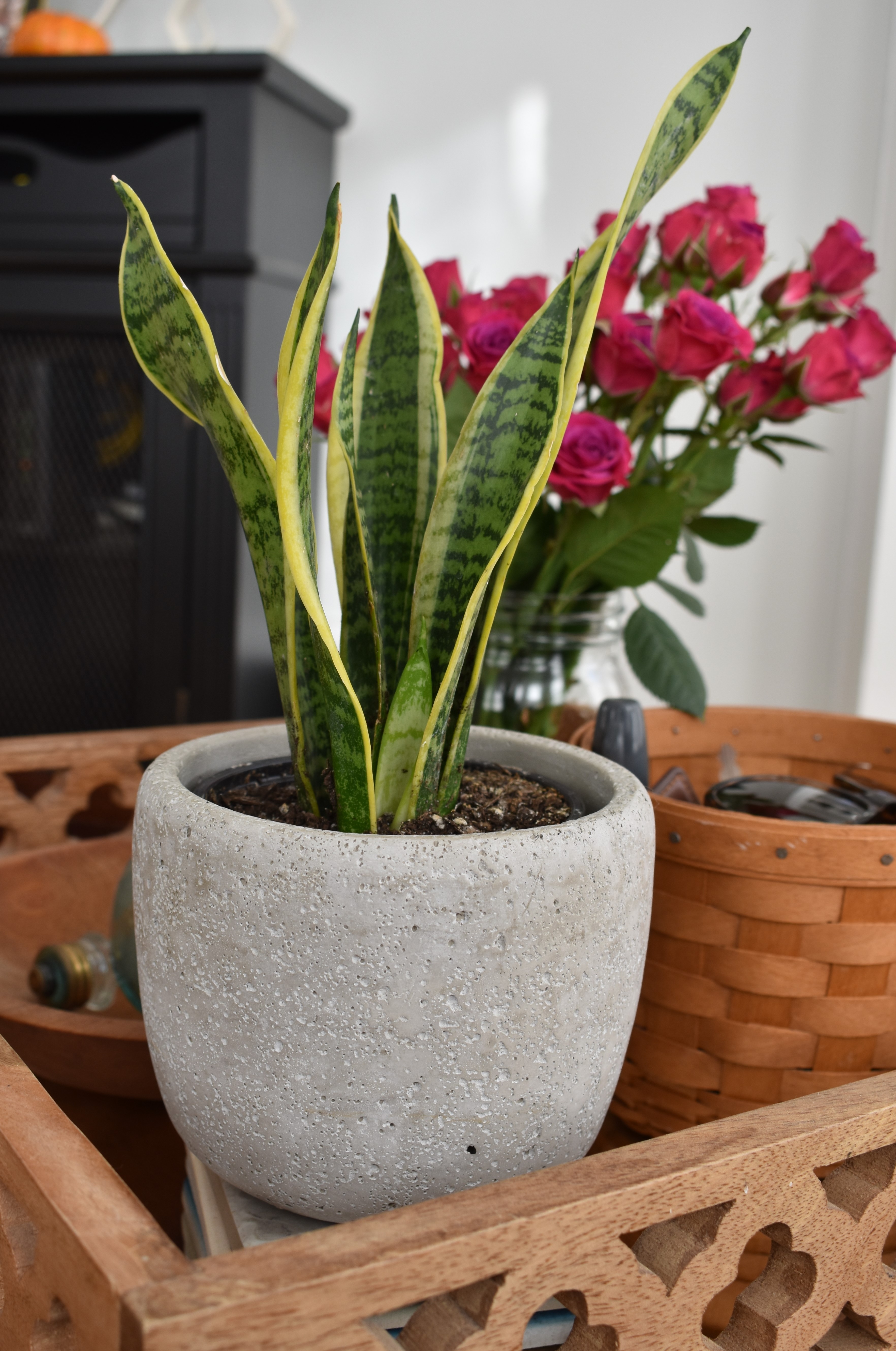 best plant bright light