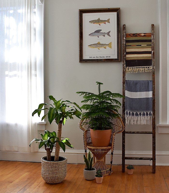 best plant bright light